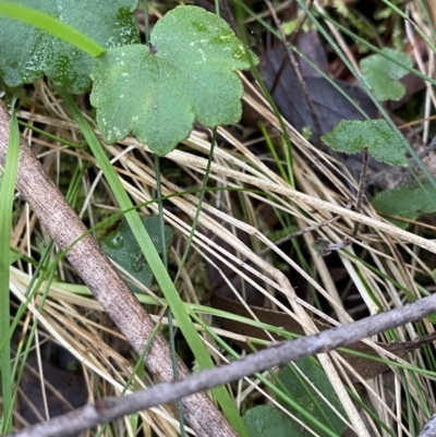 Hydrocotyle hirta (Hairy Pennywort) at Paddys River, ACT - 13 Aug 2023 by Tapirlord