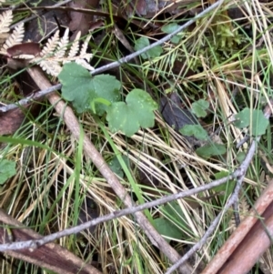 Hydrocotyle hirta at Paddys River, ACT - 13 Aug 2023 10:12 AM