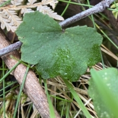 Hydrocotyle hirta at Paddys River, ACT - 13 Aug 2023 10:12 AM