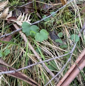 Hydrocotyle hirta at Paddys River, ACT - 13 Aug 2023