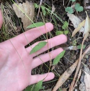 Billardiera macrantha at Paddys River, ACT - 13 Aug 2023