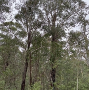 Eucalyptus fastigata at Paddys River, ACT - 13 Aug 2023