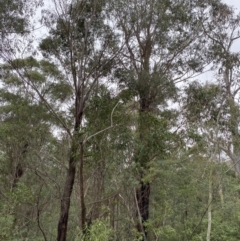 Eucalyptus fastigata (Brown Barrel) at Paddys River, ACT - 13 Aug 2023 by Tapirlord