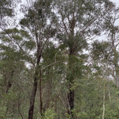 Eucalyptus fastigata (Brown Barrel) at Tidbinbilla Nature Reserve - 13 Aug 2023 by Tapirlord