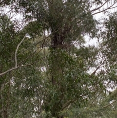 Eucalyptus fastigata at Tidbinbilla Nature Reserve - 13 Aug 2023 10:10 AM