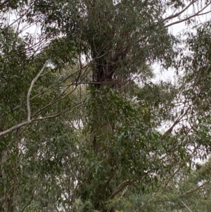 Eucalyptus fastigata at Tidbinbilla Nature Reserve - 13 Aug 2023 10:10 AM