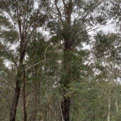 Eucalyptus fastigata at Tidbinbilla Nature Reserve - 13 Aug 2023