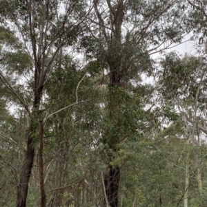 Eucalyptus fastigata at Paddys River, ACT - 13 Aug 2023