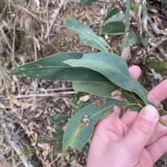 Acacia obliquinervia at Paddys River, ACT - 13 Aug 2023