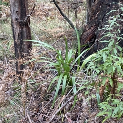 Dianella tasmanica (Tasman Flax Lily) at Tidbinbilla Nature Reserve - 13 Aug 2023 by Tapirlord