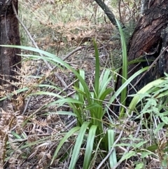 Dianella tasmanica at Paddys River, ACT - 13 Aug 2023