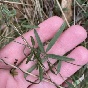 Glycine clandestina at Paddys River, ACT - 13 Aug 2023