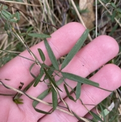 Glycine clandestina at Paddys River, ACT - 13 Aug 2023 10:08 AM