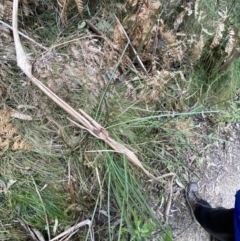Lomandra longifolia (Spiny-headed Mat-rush, Honey Reed) at Paddys River, ACT - 13 Aug 2023 by Tapirlord