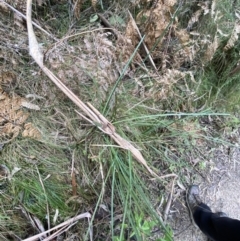 Lomandra longifolia at Paddys River, ACT - 13 Aug 2023