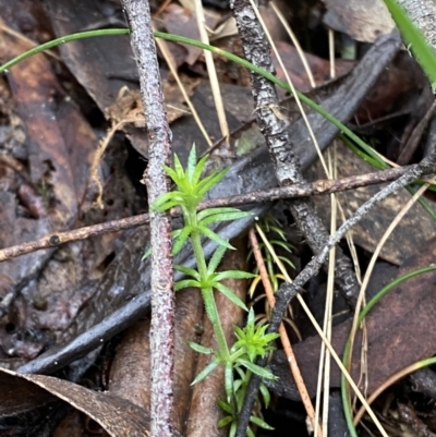 Asperula scoparia (Prickly Woodruff) at Tidbinbilla Nature Reserve - 13 Aug 2023 by Tapirlord