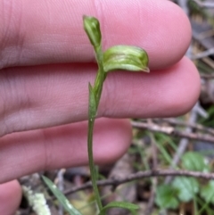 Bunochilus montanus (ACT) = Pterostylis jonesii (NSW) (Montane Leafy Greenhood) at Paddys River, ACT - 13 Aug 2023 by Tapirlord