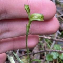 Bunochilus montanus (Montane Leafy Greenhood) at Tidbinbilla Nature Reserve - 13 Aug 2023 by Tapirlord