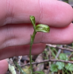 Bunochilus montanus (ACT) = Pterostylis jonesii (NSW) at Paddys River, ACT - suppressed