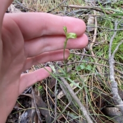 Bunochilus montanus (ACT) = Pterostylis jonesii (NSW) at Paddys River, ACT - suppressed