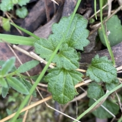 Veronica calycina (Hairy Speedwell) at Paddys River, ACT - 13 Aug 2023 by Tapirlord