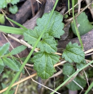 Veronica calycina at Paddys River, ACT - 13 Aug 2023