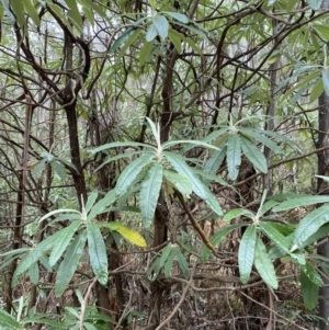 Bedfordia arborescens at Paddys River, ACT - 13 Aug 2023