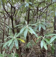 Bedfordia arborescens (Blanket Bush) at Tidbinbilla Nature Reserve - 13 Aug 2023 by Tapirlord