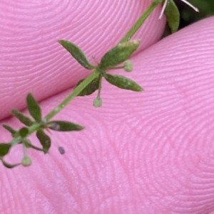 Galium leiocarpum at Paddys River, ACT - 13 Aug 2023