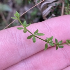 Galium leiocarpum at Paddys River, ACT - 13 Aug 2023 10:06 AM