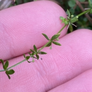 Galium leiocarpum at Paddys River, ACT - 13 Aug 2023