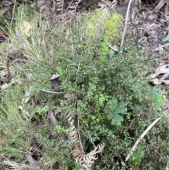 Galium leiocarpum at Paddys River, ACT - 13 Aug 2023 10:06 AM