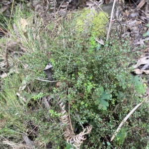 Galium leiocarpum at Paddys River, ACT - 13 Aug 2023