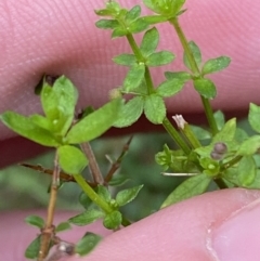 Galium leiocarpum at Paddys River, ACT - 13 Aug 2023