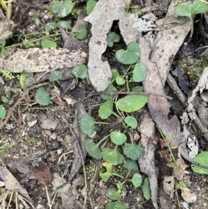 Viola hederacea at Paddys River, ACT - 13 Aug 2023