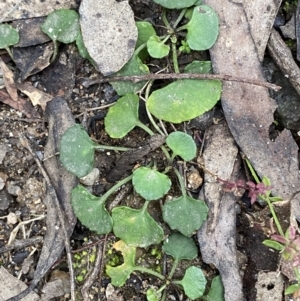Viola hederacea at Paddys River, ACT - 13 Aug 2023