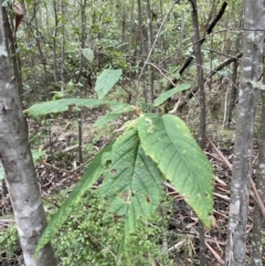 Pomaderris aspera (Hazel Pomaderris) at Paddys River, ACT - 13 Aug 2023 by Tapirlord