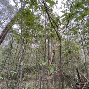 Pomaderris aspera at Paddys River, ACT - 13 Aug 2023