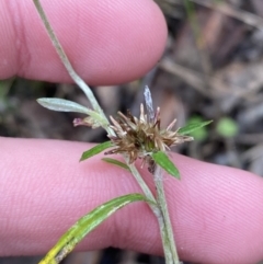 Euchiton involucratus (Star Cudweed) at Tidbinbilla Nature Reserve - 13 Aug 2023 by Tapirlord