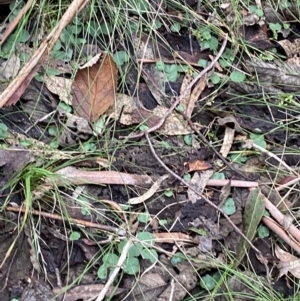 Corysanthes hispida at Paddys River, ACT - suppressed