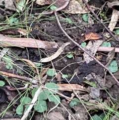 Corysanthes hispida at Paddys River, ACT - suppressed