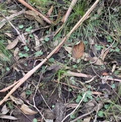 Corysanthes hispida at Paddys River, ACT - suppressed