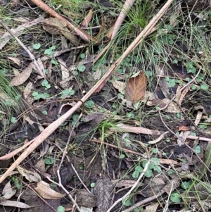 Corysanthes hispida at Paddys River, ACT - suppressed