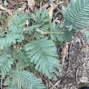 Acacia dealbata subsp. subalpina at Paddys River, ACT - 13 Aug 2023