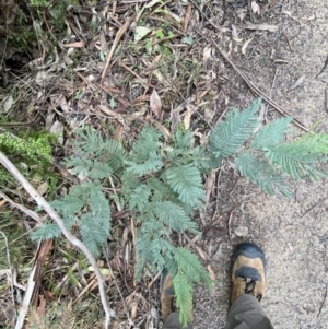 Acacia dealbata subsp. subalpina at Paddys River, ACT - 13 Aug 2023