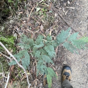 Acacia dealbata subsp. subalpina at Paddys River, ACT - 13 Aug 2023