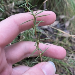 Leptospermum continentale at Paddys River, ACT - 13 Aug 2023