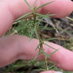 Leptospermum continentale at Paddys River, ACT - 13 Aug 2023