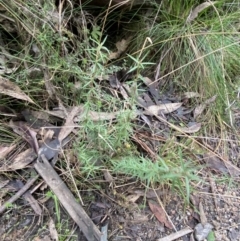 Leptospermum continentale at Paddys River, ACT - 13 Aug 2023