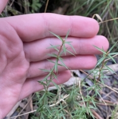 Leptospermum continentale at Paddys River, ACT - 13 Aug 2023